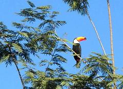 Argentina-Iguazu-Tucan
