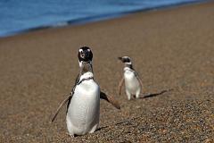Argentina-Valdes-Pinguino