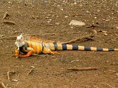 Colombia-Iguana