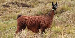 Ecuador-Andes-Lama