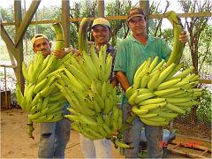 Honduras-Platanos