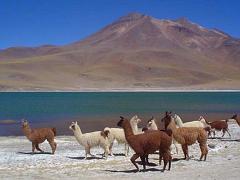 Chile-DesiertoAtacama-01