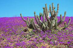 Chile-Flores-DesiertoAtacama
